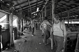 Steam Plains Shearing 022137  © Claire Parks Photography 